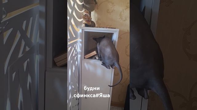 дайте#есть#Яша#сфинкс смотреть онлайн