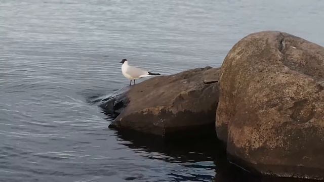 Копия видео Подвинь крылья. смотреть онлайн