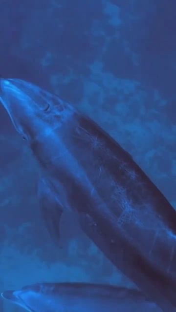 Dolphin 🐬. #shorts #dolphins смотреть онлайн