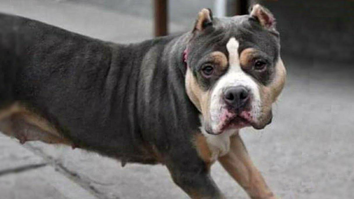 ОНИ БЕГАЮТ ПО ДОМУ по этому от питбулей решили И З Б А В И Т Ь С Я