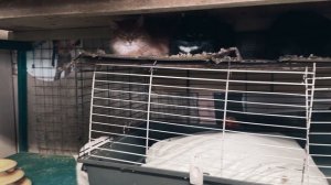 Частный приют для кошек в Люберцах