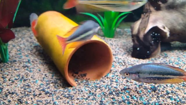 Melanotaenia Australis male rainbowfish sparring (Feb 2017) смотреть онлайн