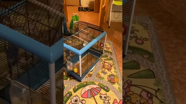 У меня Два Попугая смотреть онлайн