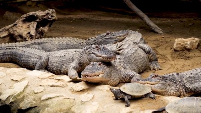 Alligator - NO Copyright - Free Stock Footage смотреть онлайн