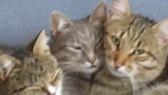 Прикольные Кошачьи глазки! Это же надо так!!! смотреть онлайн