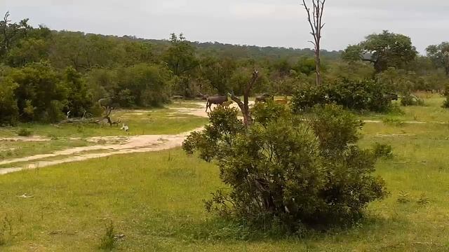 Djuma: Wildebeests with new calves - 11:15 - 12/28/19 смотреть онлайн