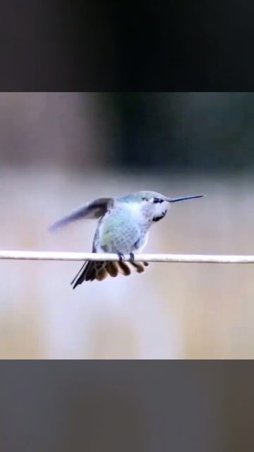 Hummingbird out my kitchen window. slow motion. watch it stretch its feathers. смотреть онлайн