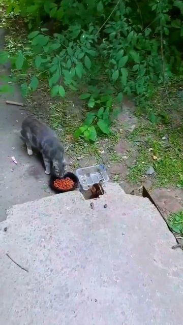 Доброта в действии: Кормление бездомных кошек и собак #доброта, #бездомныеживотные смотреть онлайн