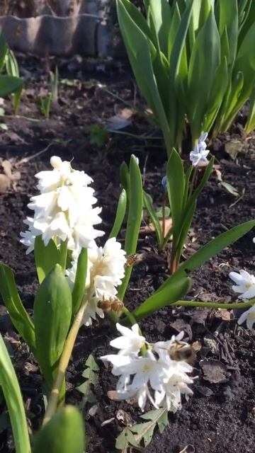 Пушкиния. Весенняя красавица. смотреть онлайн