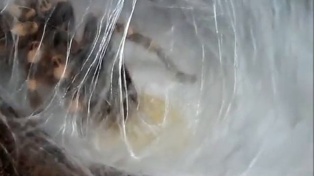 acanthoscurria geniculata.avi смотреть онлайн