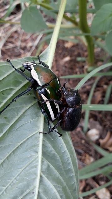 Beetles ❤ смотреть онлайн