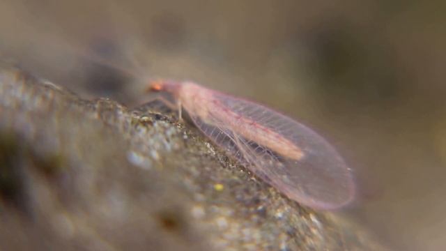 Naturbeobachtung Gemeine Florfliege(Chrysoperla carnea(Stephens 1836)) kurz rastend смотреть онлайн