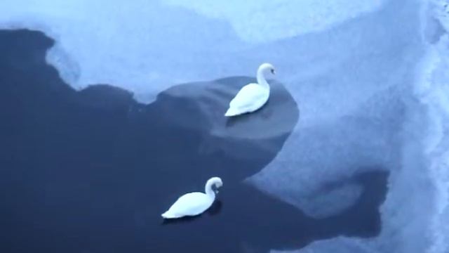 лебеди в декабре смотреть онлайн
