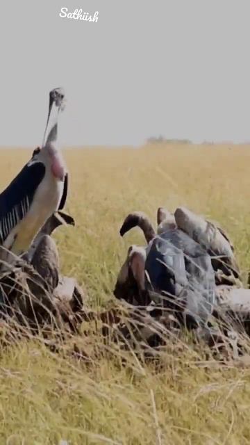 African wildlife, Marabou Storks & Vultures at Masai Mara, Kenya смотреть онлайн