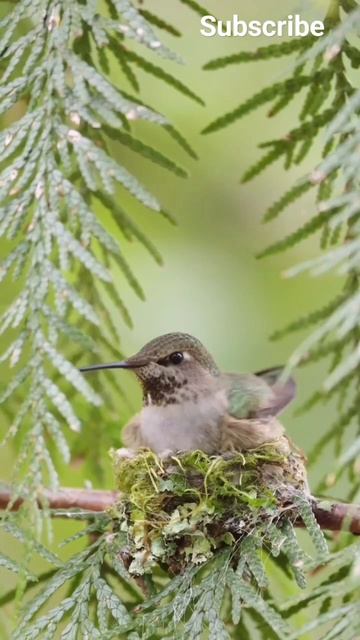 bird nest ..🥰...#shorts #shortsvideo #shortsviralvideo #animallover #animals #wildlife #animalsfunn смотреть онлайн