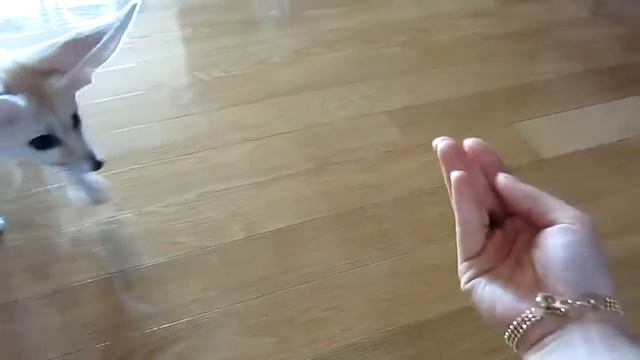 desert-fox смотреть онлайн