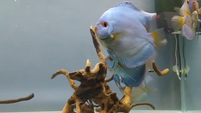 Аквариум с дискусами Голубыми Бриллиантами от AinoSonia Nuñez смотреть онлайн