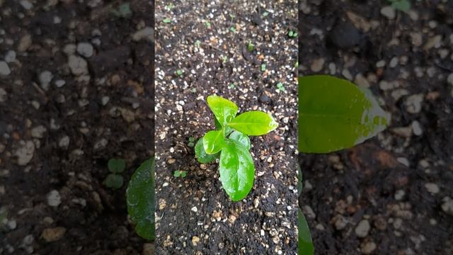 ルッコラと共に смотреть онлайн