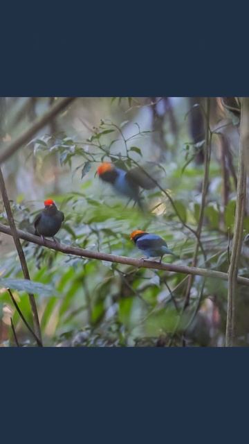 Conheça a dança do Tangará #shorts смотреть онлайн