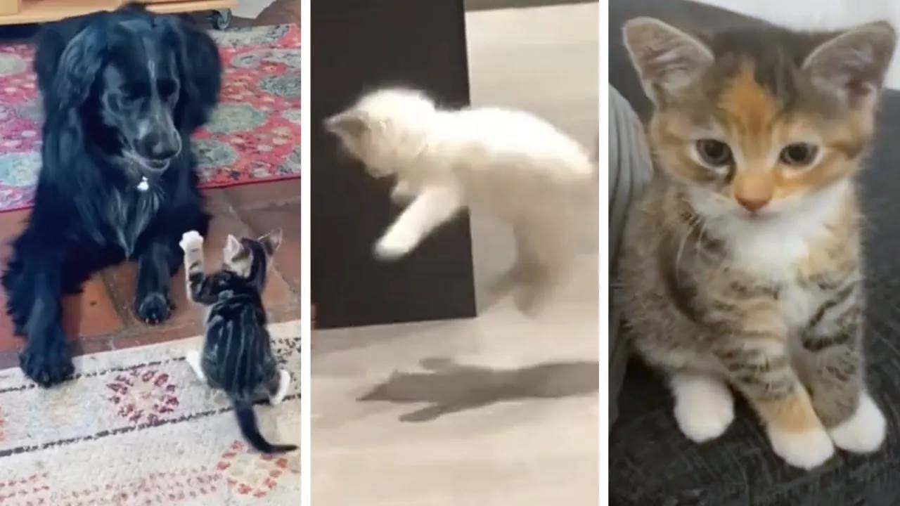 Funniest Cats ｜ Don't Try To Hold Back Laughter ｜ Cutest Lands Part 82 [7vxPGf-eXBg]