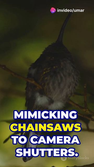 5 Unique Birds You Need to Know About! смотреть онлайн