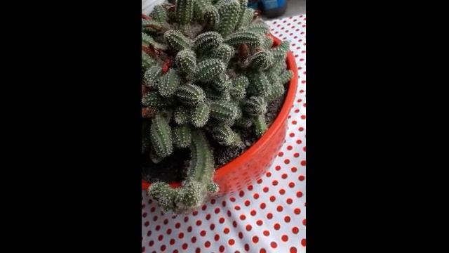 Cactus Echinopsis Chamaecereus. Cuidados y reproducción смотреть онлайн