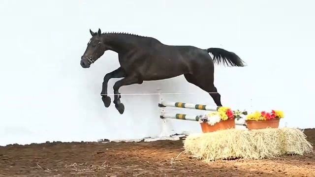 Tatabra Figaro смотреть онлайн