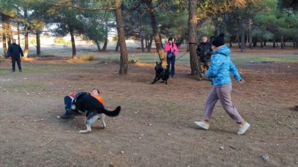 Zak Auris Восточноевропейская овчарка