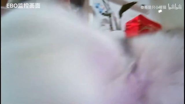 哈哈！当我有了一个移动摄像头后，家里的猫都惊呆了... смотреть онлайн