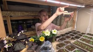 СЕМЕНА ВЗОШЛИ.КАК ПОЛИТЬ.КОГДА СНИМАТЬ КРЫШКУ.