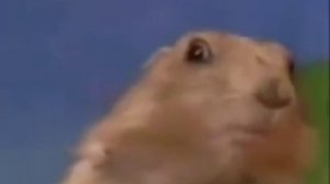 Зловещий взгляд суслика