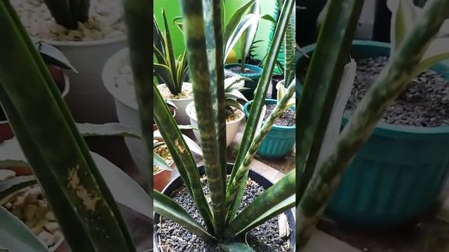 Sansevieria HYBRID 'Fernwood'