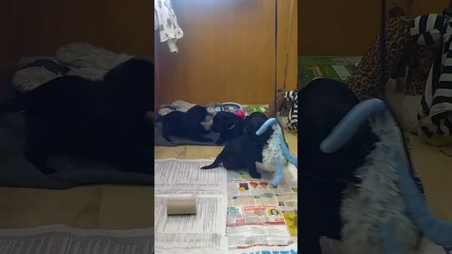 щенки миттельшнауцера чёрного окраса смотреть онлайн