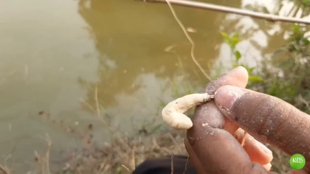 ठंडी के मौसम में रोहू,ग्रास और कामन कार्प मछली का चारा | Rohu machhli ka chara aur shikar in winter смотреть онлайн