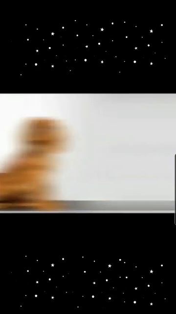 Щенки Кавалер Кинг Чарльз Спаниель в ожидании мам пап смотреть онлайн