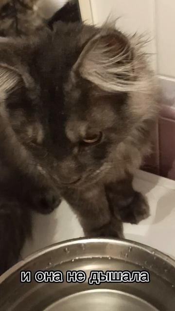 Моя кошка умерла в 5 месяцев отроду 😭 смотреть онлайн