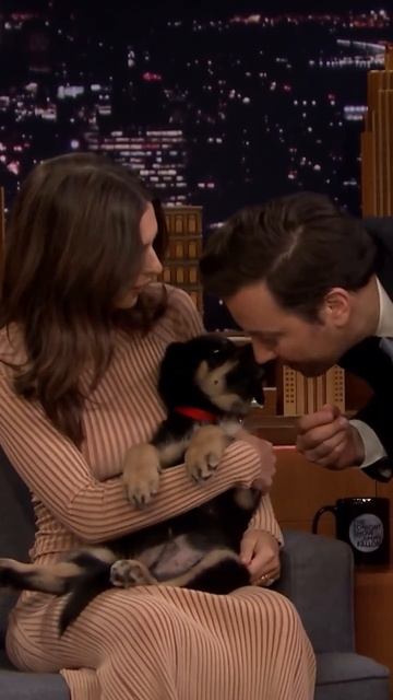 #EmilyRatajkowski brought her puppy Colombo to join her on The Tonight Show! #shorts смотреть онлайн