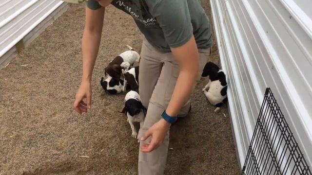 Sadie x Honker GSP Puppies 6-4-17 смотреть онлайн