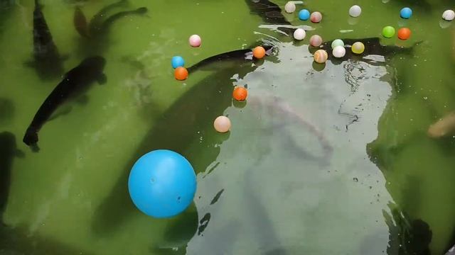 IKAN ARAPAIMA RAKSASA смотреть онлайн