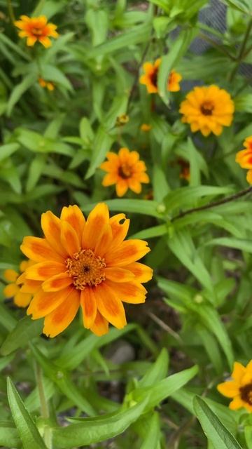 Persian Carpet Zinnia смотреть онлайн