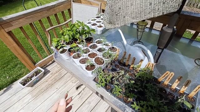 Seedling Update (and a rant about potting soil) 4/27/22 смотреть онлайн