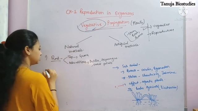 Reproduction in Organisms - Vegetative Propagation |Terror of Bangal|Micropropagation |Class 12/NEE смотреть онлайн