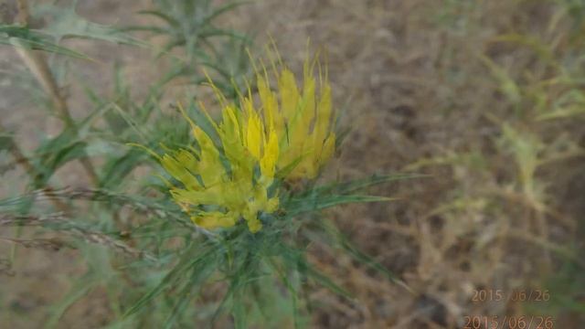 Carthamus lanatus woolly distaff thistle, downy safflower or saffron thistle. смотреть онлайн