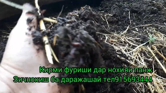 Кирмакои Калифорнийский фуруши дар нохияи панж 👍👍👍хатман тел 915693444ватсап имо занг занет смотреть онлайн