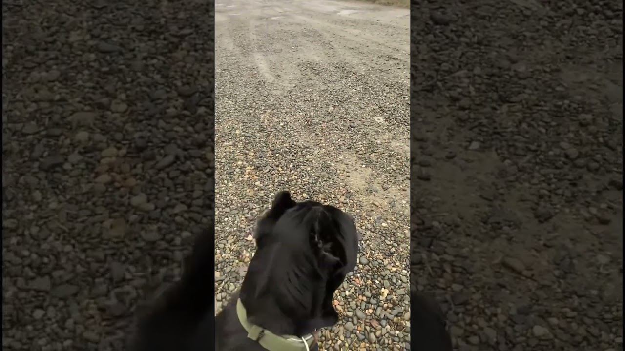 Такса провоцирует Кане-корсо смотреть онлайн