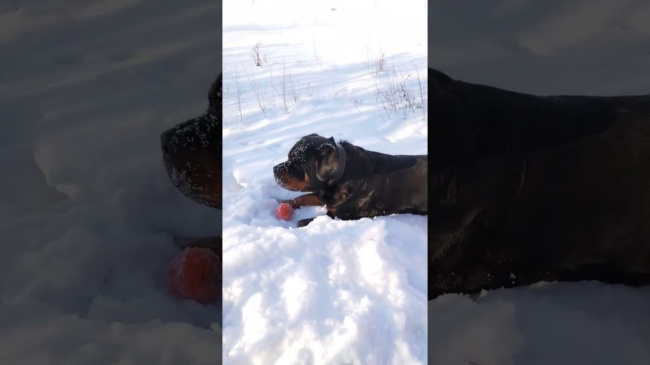 РОТВЕЙЛЕР ЛЮБИТ ЗИМУ! #Shorts