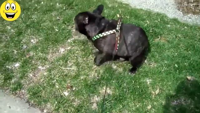 Funny Dogs Funny cats Забавные кошки и собаки смотреть онлайн