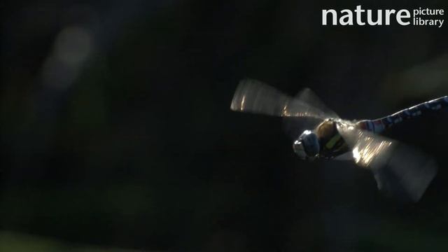 Migrant hawker hovering, Norfolk, England, UK, September смотреть онлайн