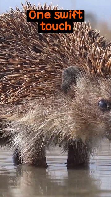 The Fascinating Defense Mechanisms of The Porcupine | The Wild Animal Facts смотреть онлайн