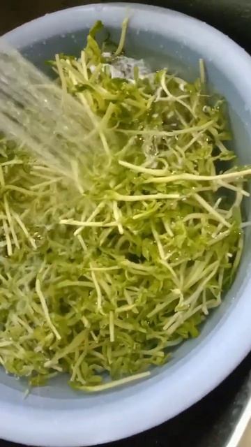 SATISFYING PEA SPROUTS #shorts#vegetable#youtubeshorts смотреть онлайн